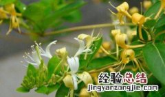 金银花与断肠草的有什么不同 金银花和断肠草有什么区别