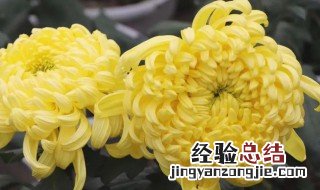 家里为什么不让养菊花 什么颜色的菊花不能放在家里