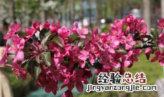 海棠通常什么时候开花