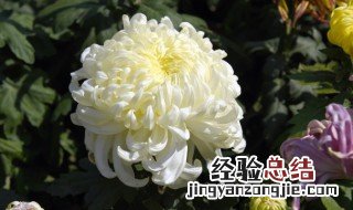 杭白菊的花语是什么 杭白菊的寓意