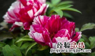 牡丹花蕊茶怎么泡 牡丹花蕊茶怎么泡好喝