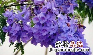 蓝花楹的花语是什么,蓝花楹的寓意? 蓝花楹的花语是什么