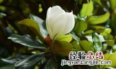 夜香木兰什么时候开花 木兰什么时候开花