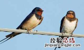 鸟飞进家里是什么预兆 画眉鸟飞进家里是什么预兆