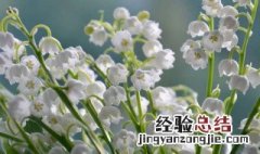 详细介绍铃兰的花语和传说 铃兰的花语是什么?