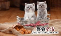 猫砂1l等于多少kg 一l猫砂等于多少斤