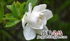 盆栽栀子花冬天怎么养 冬季栀子花养护技巧