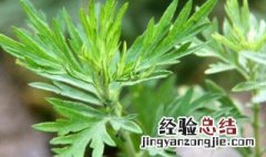 端午节的艾草有什么疗效 端午节艾草的功效与作用