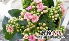 7月什么养长寿花最好 7月什么养长寿花