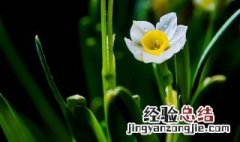 水仙花花语和象征 水仙花花语和象征的意义 视频