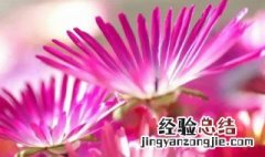 松叶菊什么时候开花 松叶菊什么时候种植