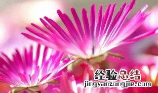 松叶菊什么时候开花 松叶菊什么时候种植