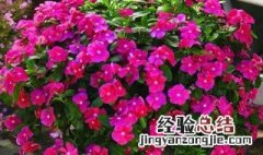 长春花什么时候播种最好 长春花什么时候播种