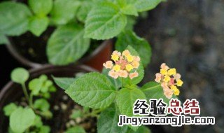 五色梅和五色花是一种植物吗 五色梅和五色花有啥不同