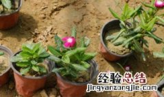 长春花种子几月成熟 长春花种子什么时候种