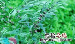 益母草最佳食用方法及禁忌 益母草最佳食用方法