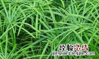 伞草种植方法 伞草种植方法是什么