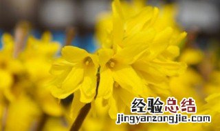 迎春花什么颜色 迎春花什么颜色abb式词语