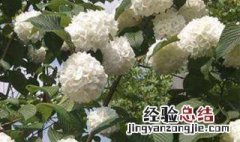 中华木绣球花的养殖方法 中华木绣球花的养殖方法视频