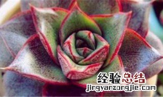 肉花的养殖方法图片及价格 肉花的养殖方法