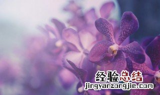 蝴蝶兰养殖方法和注意事项大全 蝴蝶兰养殖