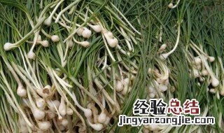 小根蒜怎样储存吃一年 小根蒜储存一年方法