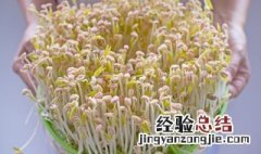 豆芽一定要一根一根去掉根吗 绿豆芽需要掐头去尾吗