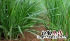 韭菜种植时间及方法 韭菜种植时间及方法是怎样的