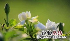 栀子花什么时候开花 栀子花什么时候开花季节