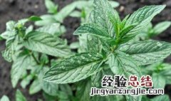 猫薄荷对猫有什么作用小猫能吃吗? 猫薄荷对猫有什么作用