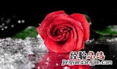 11朵玫瑰花的含义呢 11朵玫瑰花的含义呢是什么