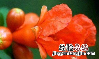 石榴花的介绍 石榴花的介绍词