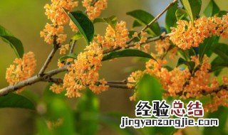 南方桂花什么时候开花季节 南方桂花什么时候开花