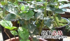 茉莉花一般施什么肥料好呢 茉莉花一般施什么肥料好