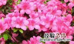 外国杜鹃花 西方杜鹃花在开花期间应该注意什么