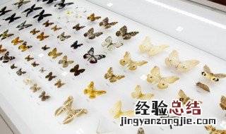 看图写话蝴蝶在花朵上干什么 蝴蝶在花朵上干什么