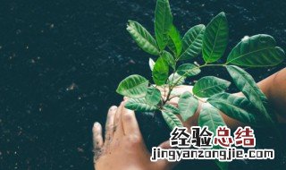 植树节的来源50字 植树节的来源