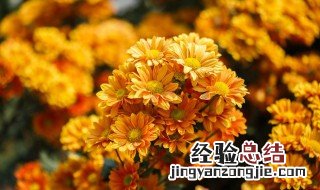 菊花茶的种类名称及图片 菊花茶的种类