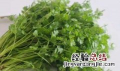 香菜怎么保存不爱坏 香菜的保存方法介绍