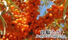 沙棘怎么样保存最好 沙棘的保存方法