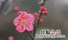 白玉兰花的寓意是什么 花的寓意是什么