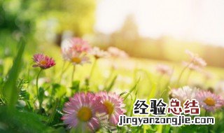 春天的习俗 春节的节日风俗有哪些