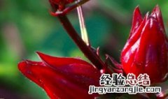 请问洛神花有什么功效 详细介绍了洛神花的功效和作用