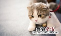 怀孕不能养猫吗 怀孕可以养猫吗