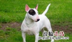 为什么不能养梗类犬 不能养梗类犬的原因分析