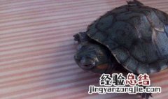 乌龟死了怎么处理 乌龟死了怎办