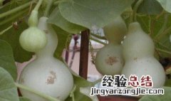 生葫芦变硬方法 生葫芦怎么变硬