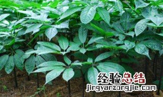 田七种植方法 田七种植的方法是什么