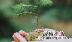 小樱桃树苗的种植方法 关于小樱桃树苗的种植方法介绍