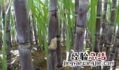 北方甘蔗种植方法 北方甘蔗如何种植